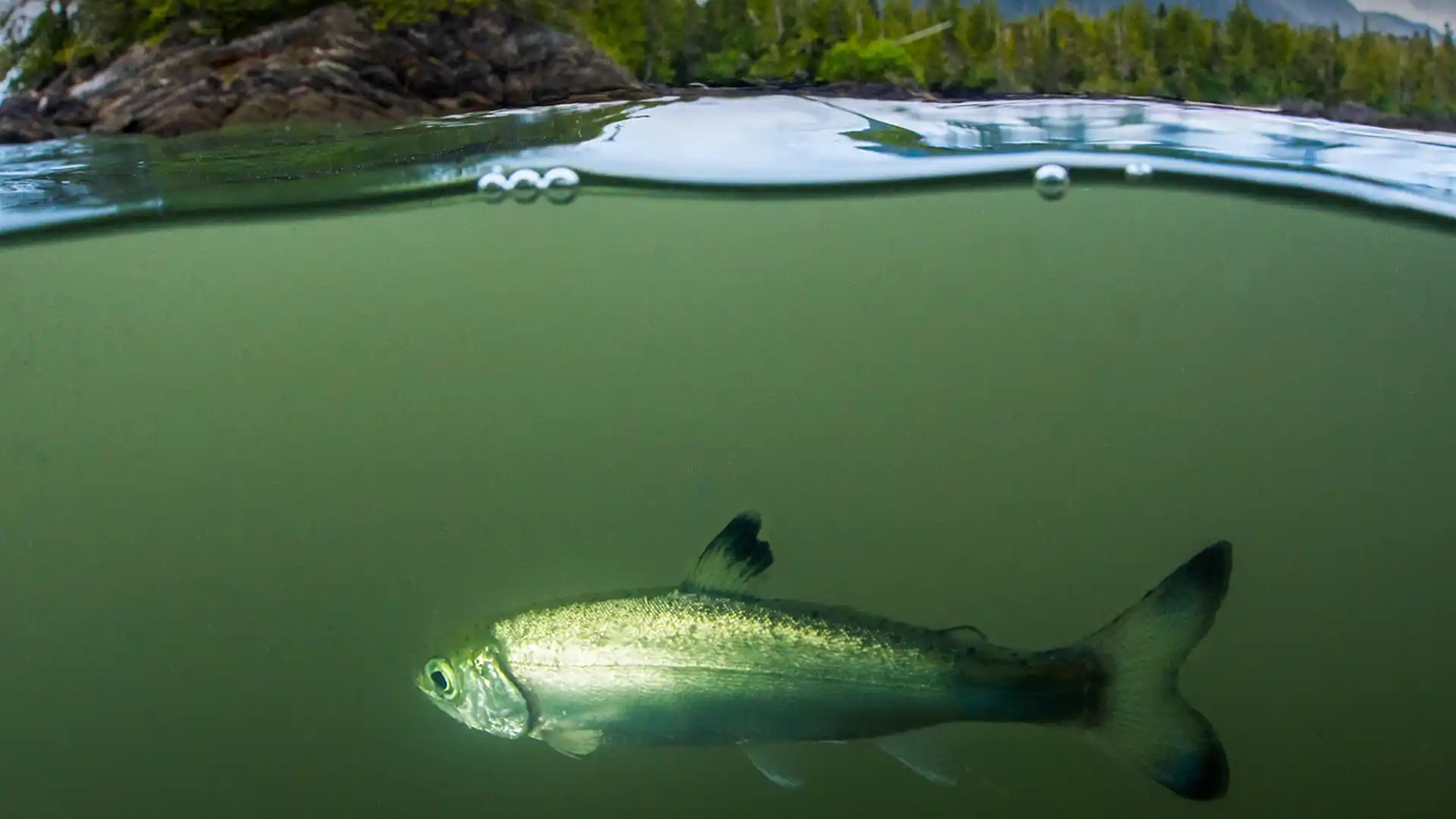 North Coast Salmon Update – September 6th 2022