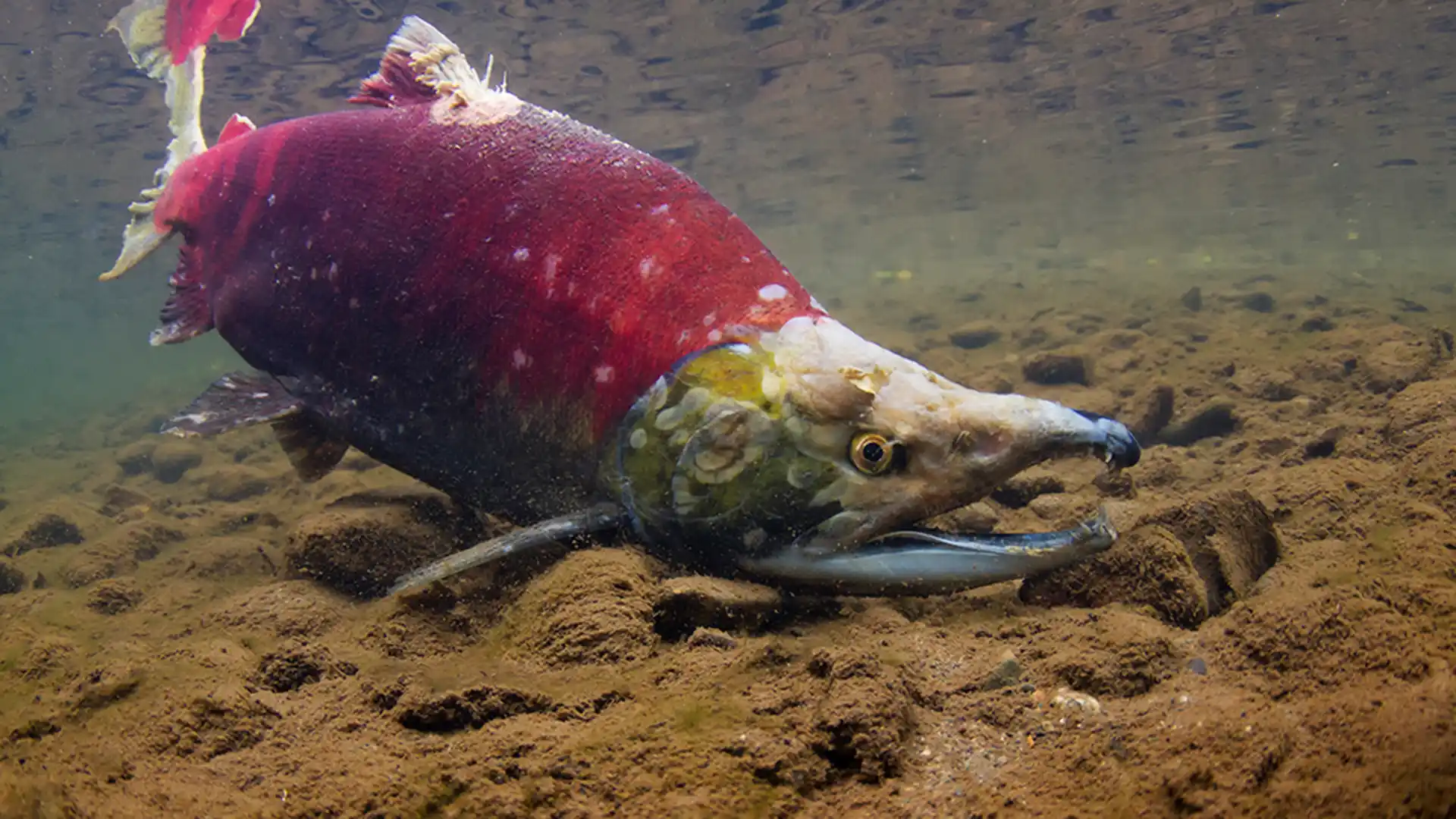 Summer Series: The Lastest Skeena & North Coast Fisheries Updates 