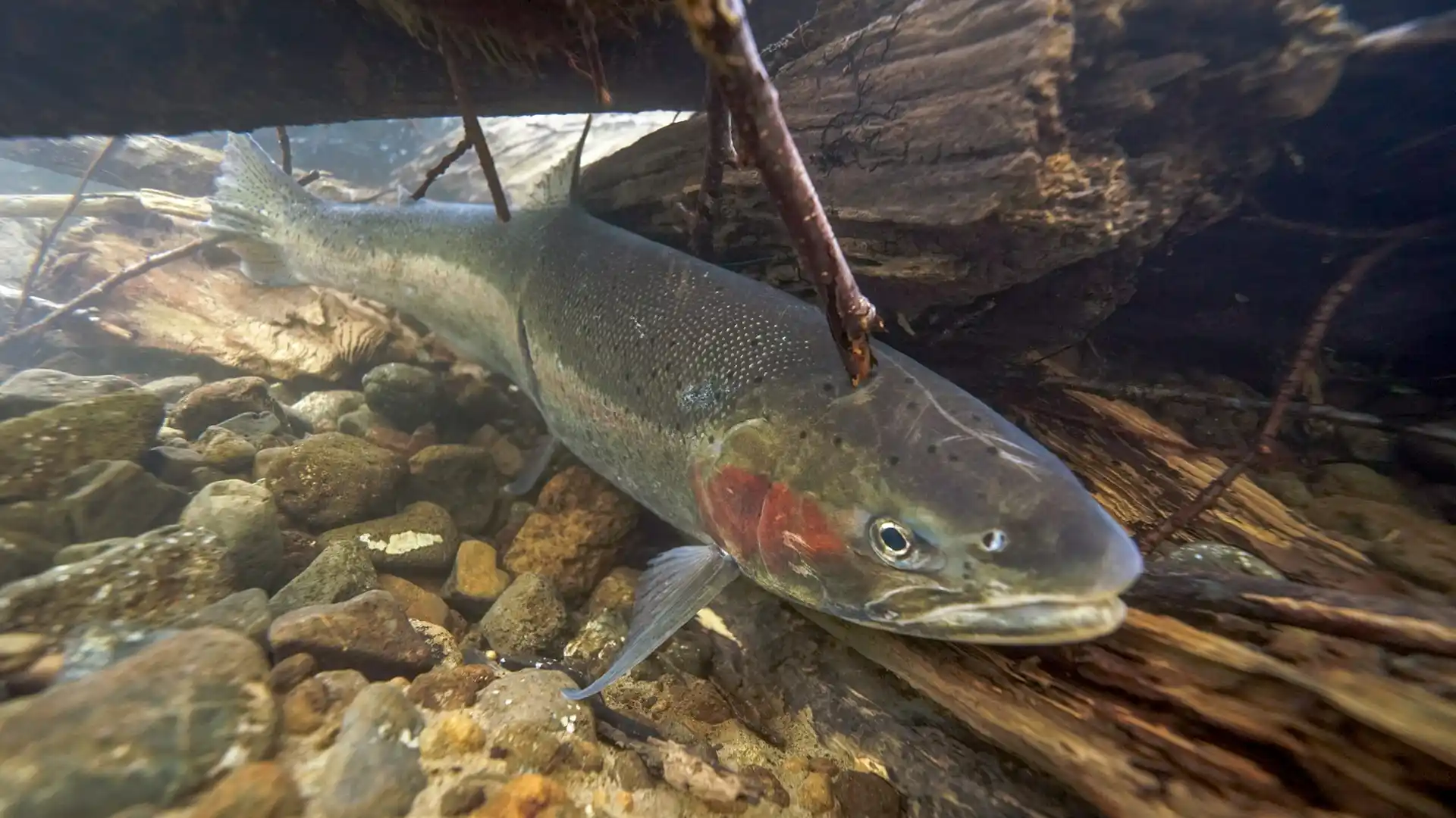 Skeena Steelhead and the Impact of Southeast Alaskan Fisheries in 2023