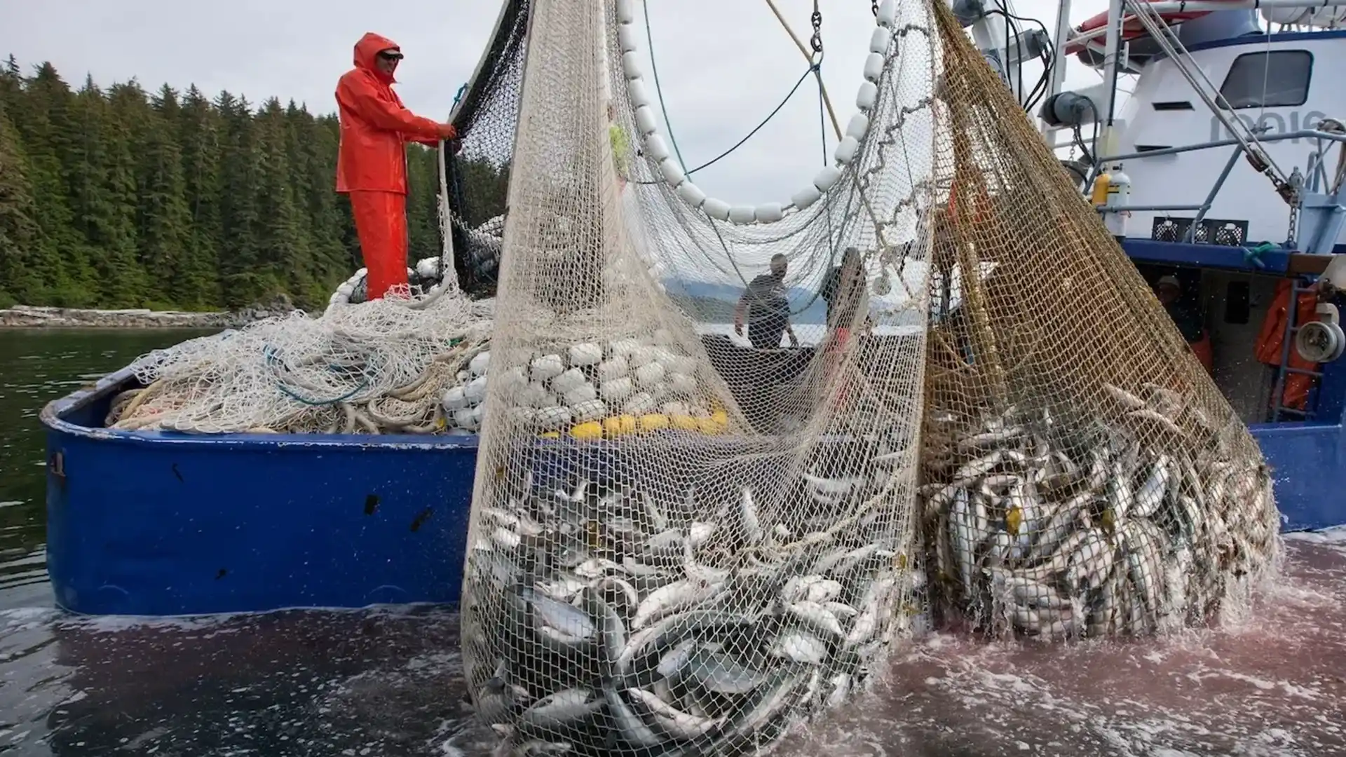 B.C. NGOs head to Seattle for final step in their objection to the certification of southeast Alaska salmon fisheries