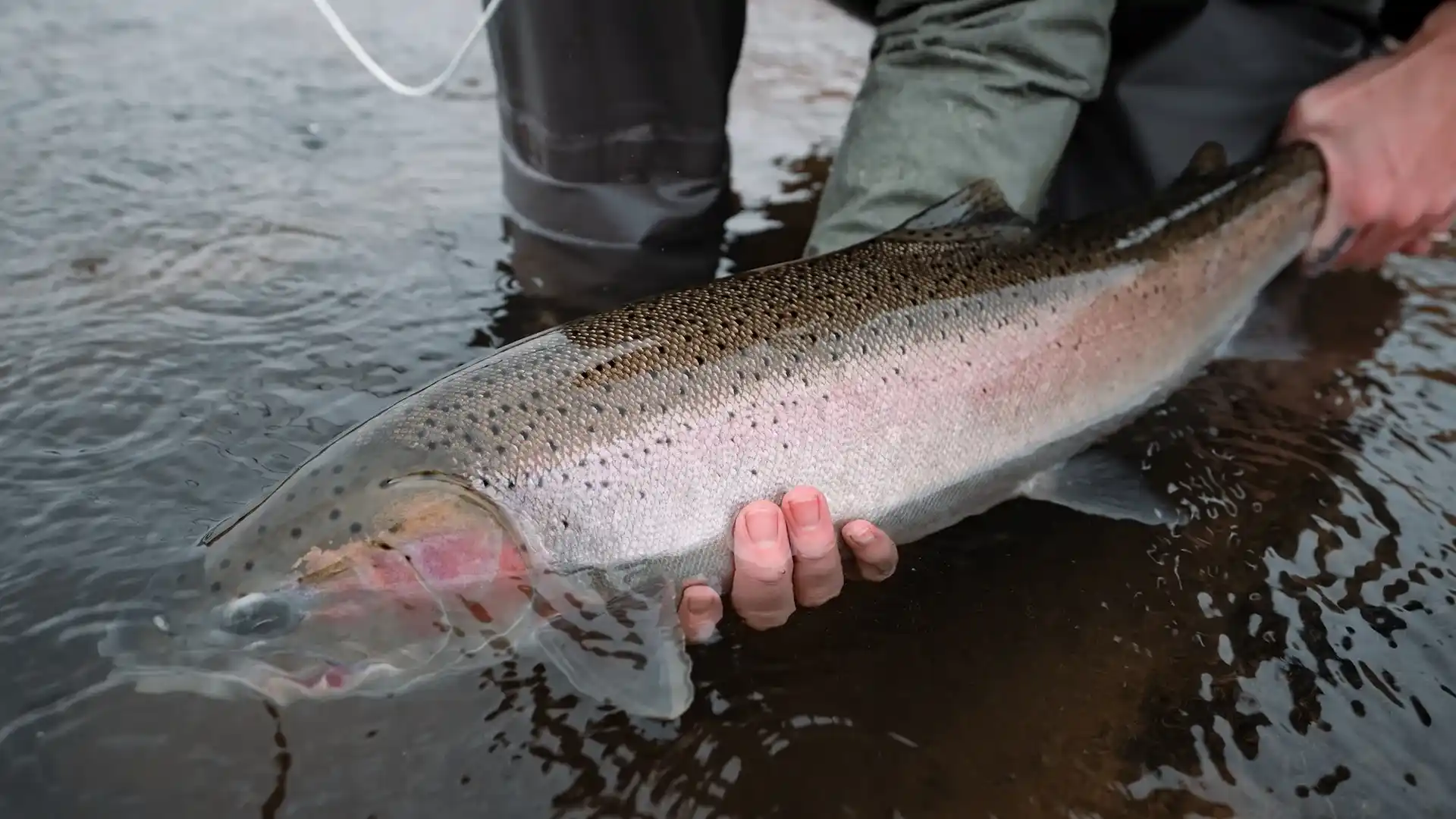 Defend Skeena Steelhead From Alaska’s Nets